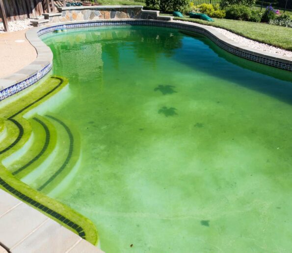 Algae Pool Image 1 1 595x516