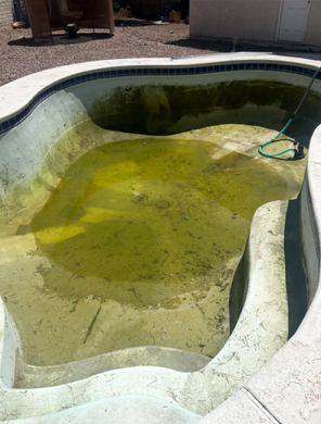 Algae Pool Image 2
